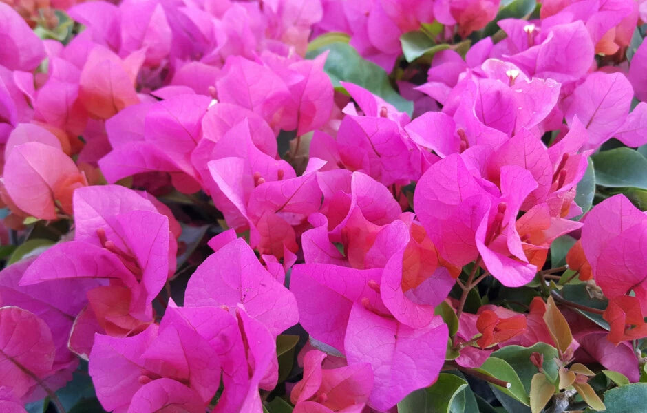 Bougainvillea Starter Plug Plant - LA JOLLA Variety - Bare Root - Tropical Flowering Plant (Bougainvillea spp.)