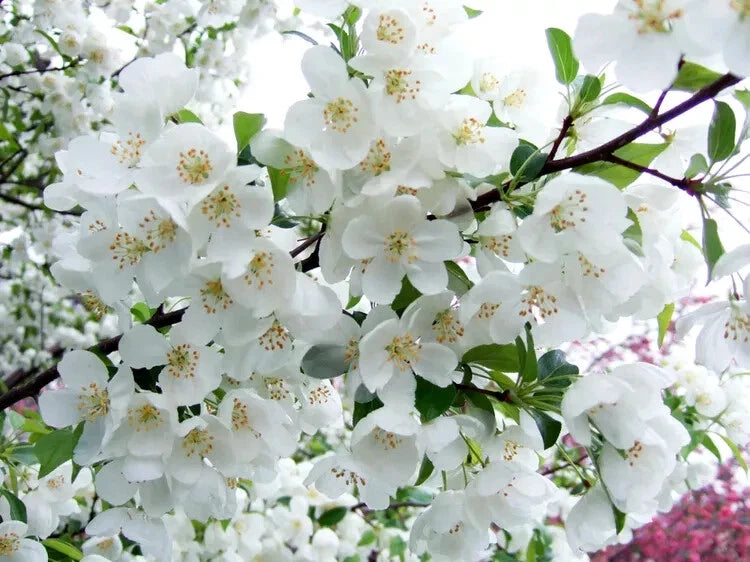 Snowdrift Crabapple Seeds - 25+ Heirloom Seeds for Garden Planting - Malus 'Snowdrift' - USA - Free Shipping