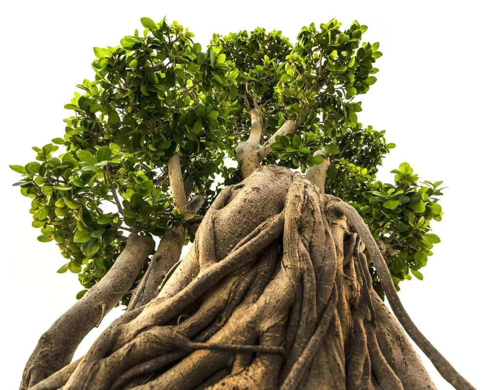 Bonsai Tree Seeds - 20 Indian Banyan Seeds - Ficus benghalensis - Ideal for Planting and Gardening