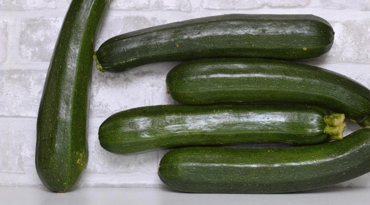 Dunja Zucchini Squash Seeds - 25+ Pack for Garden Planting - Cucurbita pepo - USA - Non-GMO