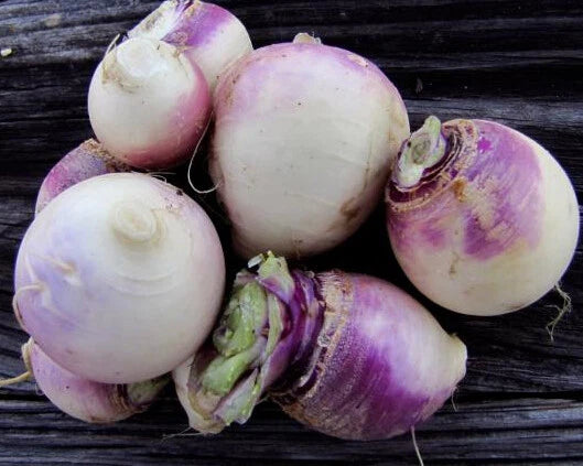 500+ Turnip Seeds - Purple Top White Globe - Brassica rapa - Vegetable Seeds USA