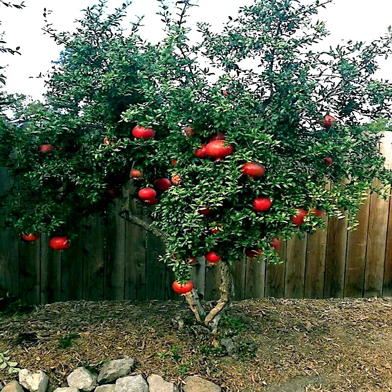 pomegranate plant indoors Dwarf Pomegranate Tree Seeds - 20 Pack - Punica granatum Nana