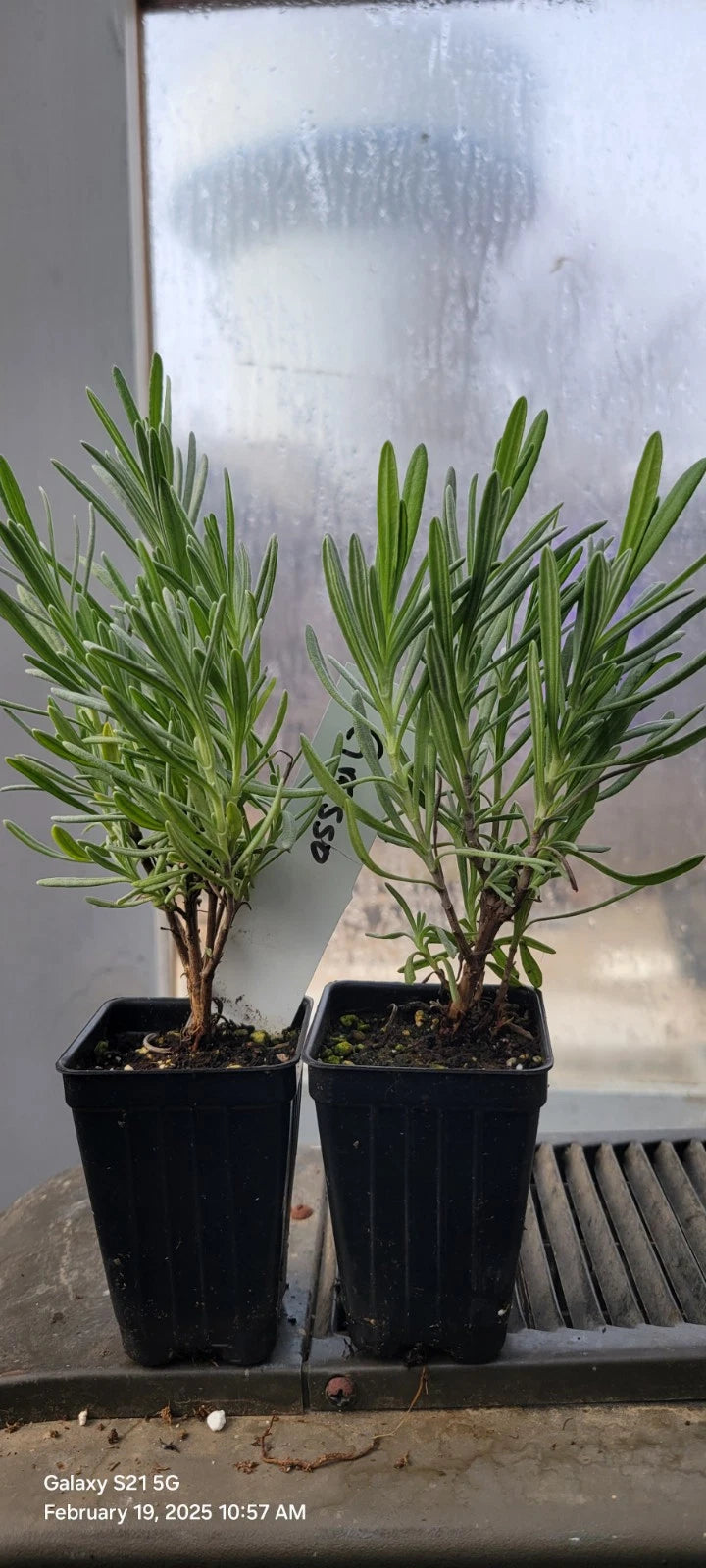 Lavender Grosso Live Plants, 3