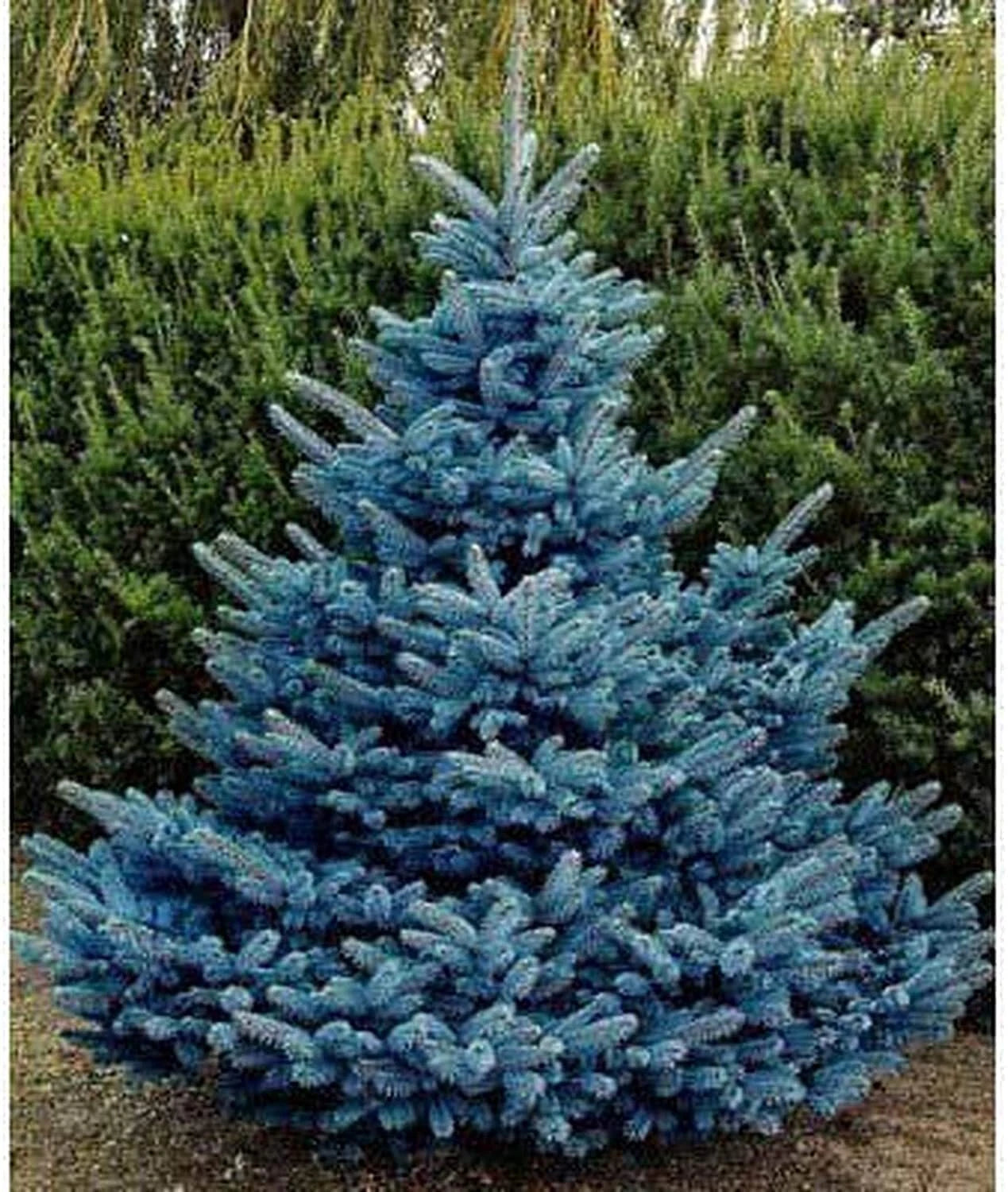 Blue Spruce Seeds for Planting | 30 Seeds | Colorado Blue Spruce (Picea pungens)
