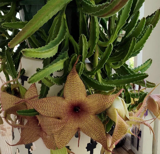 carrion succulent Stapelia Gigantea Cuttings | Starfish Carrion Plant Succulent | 12" Flowers