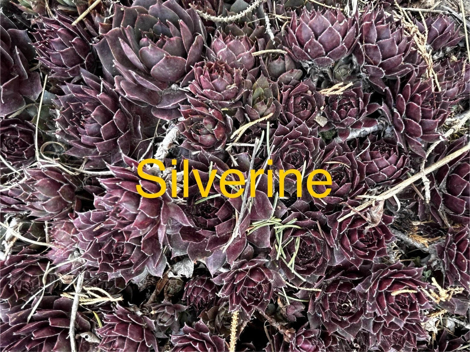 succulent perennials Silverine Hens and Chicks Succulents - 10 Live Plants Sempervivum