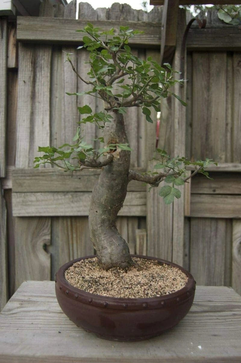 exotic bonsai tree Baobab Bonsai Tree Seeds - 5 Seeds - Adansonia Digitata