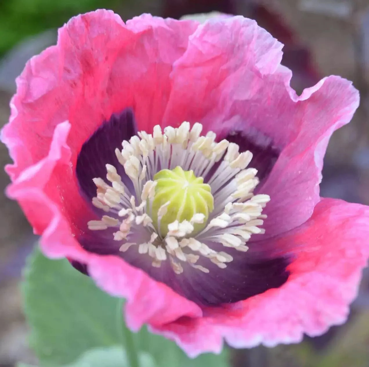 poppy seeds flower Pepperbox Poppy Seeds 500+ Annual Flower Pink Red Papaver somniferum –  Jayme Garden