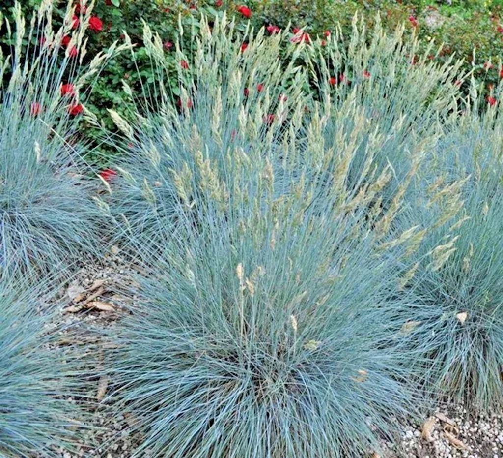 Blue Fescue Grass Seeds - 300+ Drought Tolerant Clumping Ornamental Grass - Festuca glauca
