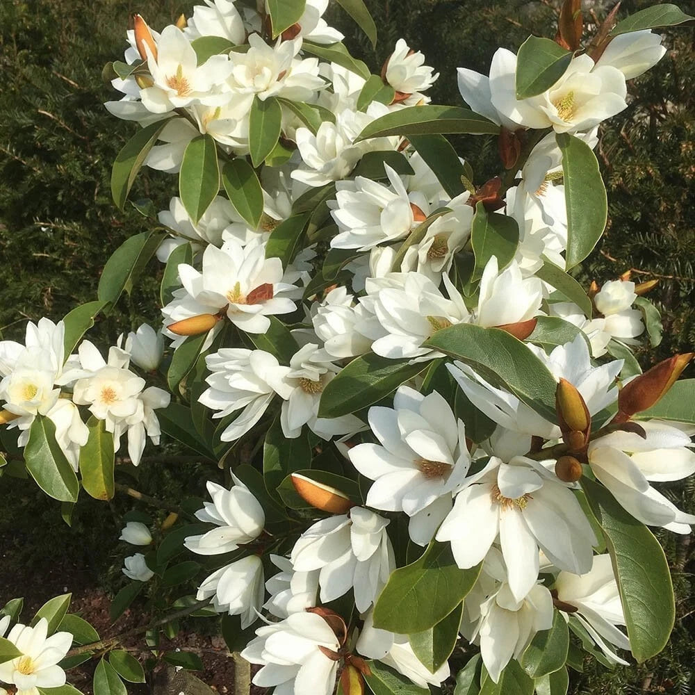 Magnolia Tree - Fairy White - Michelia doltsopa - Well Rooted - Fragrant White Blooms