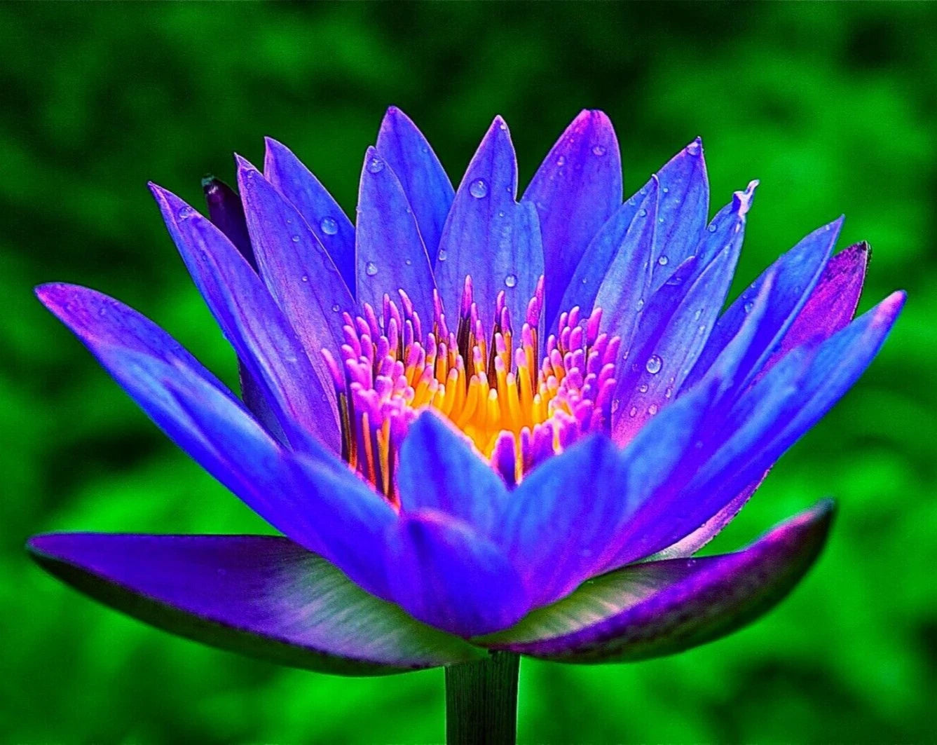 LOTUS Water Lily Seeds Bulbs - Colorful Aquatic Plant for Aquarium - Easy Grow FS0-03