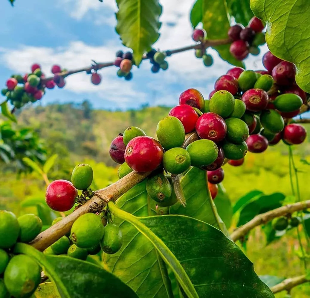 Coffee Seeds for Planting - 20 Seeds - Coffea Arabica - Grow Your Own Coffee Beans