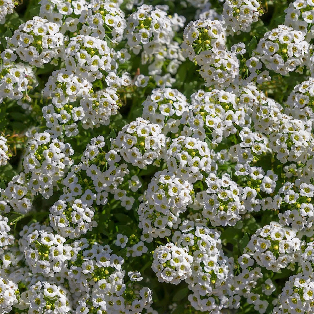 Tall White Sweet Alyssum Wildflower Seeds 1/4 Lb - Mylar Packet - Lobularia maritima - Everwilde Farms