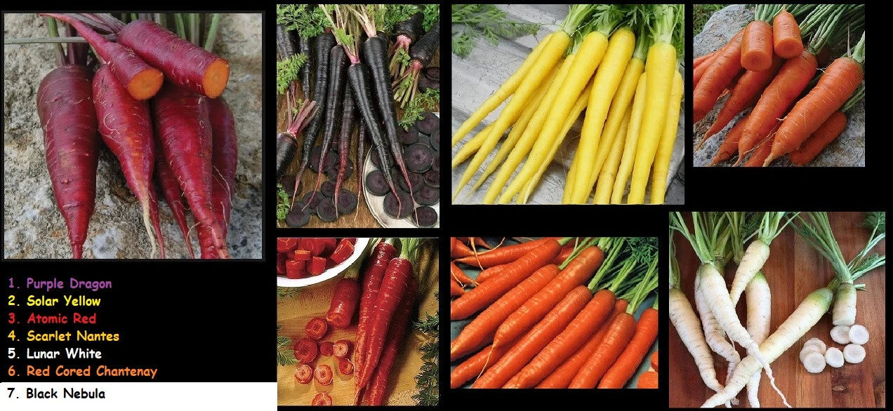 Carrot Seeds Combo Pack - Atomic Red, Core Chantentay, Purple Dragon, Solar Yellow Nantes - Non-GMO Heirloom Variety