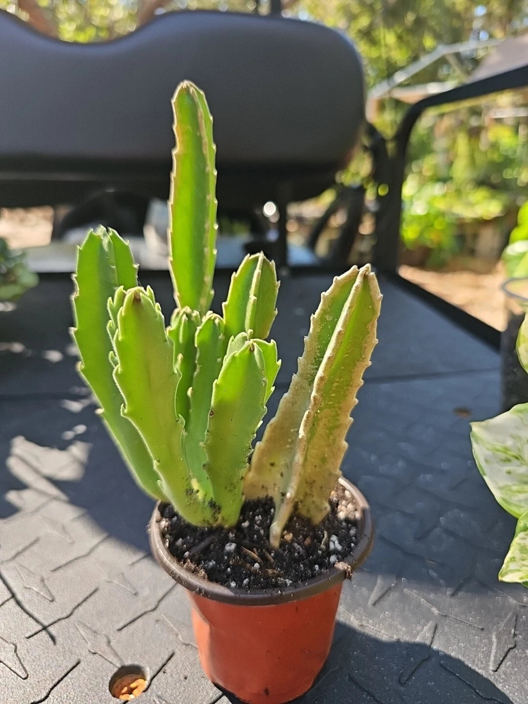starfish cactus succulent Stapelia gigantea Succulent Starfish Cactus 3.5" Pot, Unique Flowering – Jayme Garden