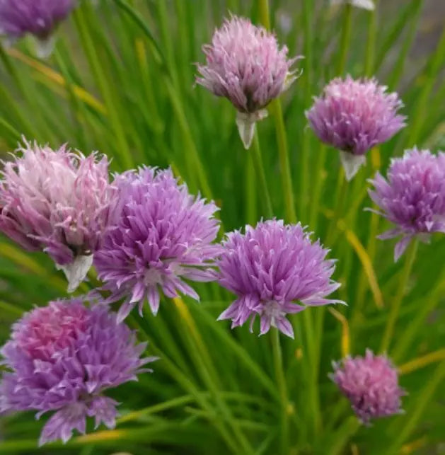 Chives Seeds - 500 Non-GMO Culinary Herb Seeds - Common Chives for Herb Garden - Perennial Salad Flavor - Allium schoenoprasum