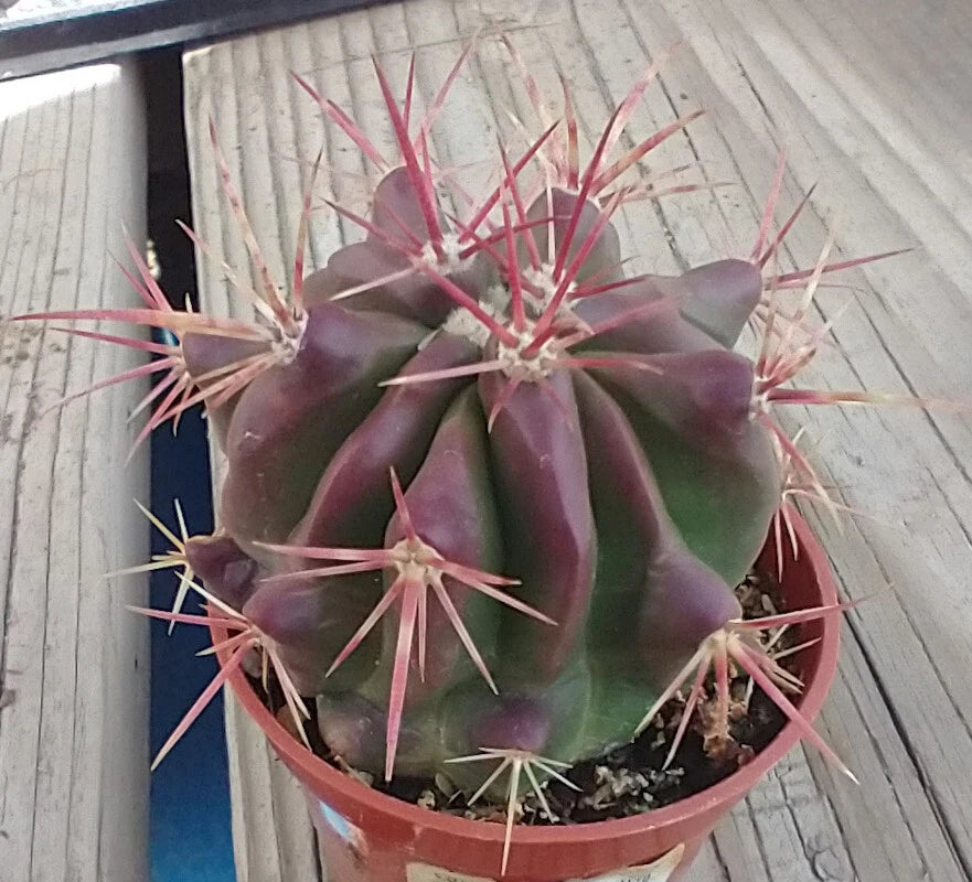 red succulent cactus plant Red Spine Barrel Cactus - Ferocactus pilosus 'Stainesii' - Desert Plant -  Succulent