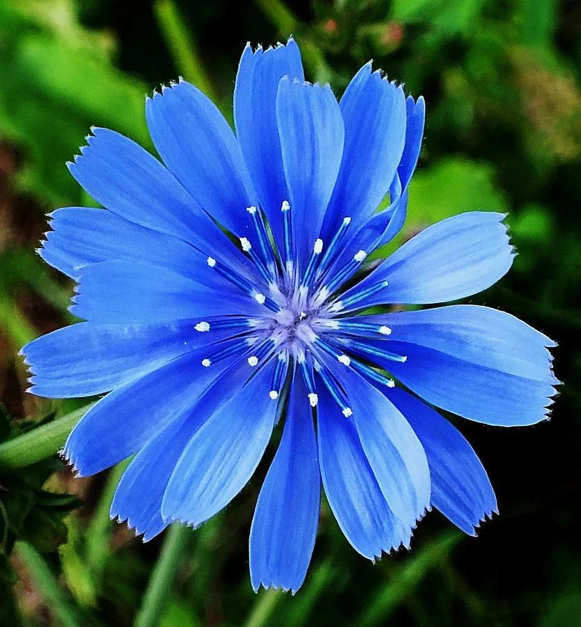 chicory wildflower seeds Chicory Flower Seeds - 1000+ Organic Edible Wildflower Seeds for Herbal Tea