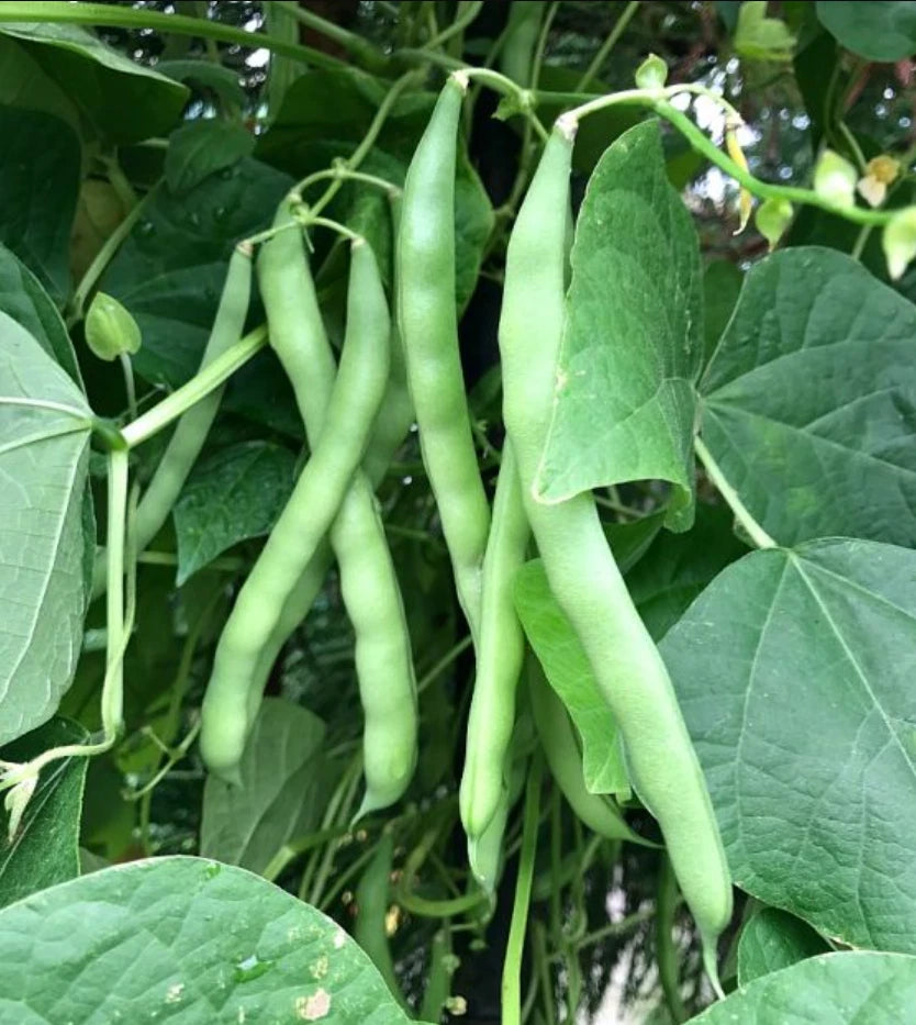 Blue Lake Bush Green Bean Seeds - 500+ Non-GMO Garden Seeds - USA Grown - Fast Shipping