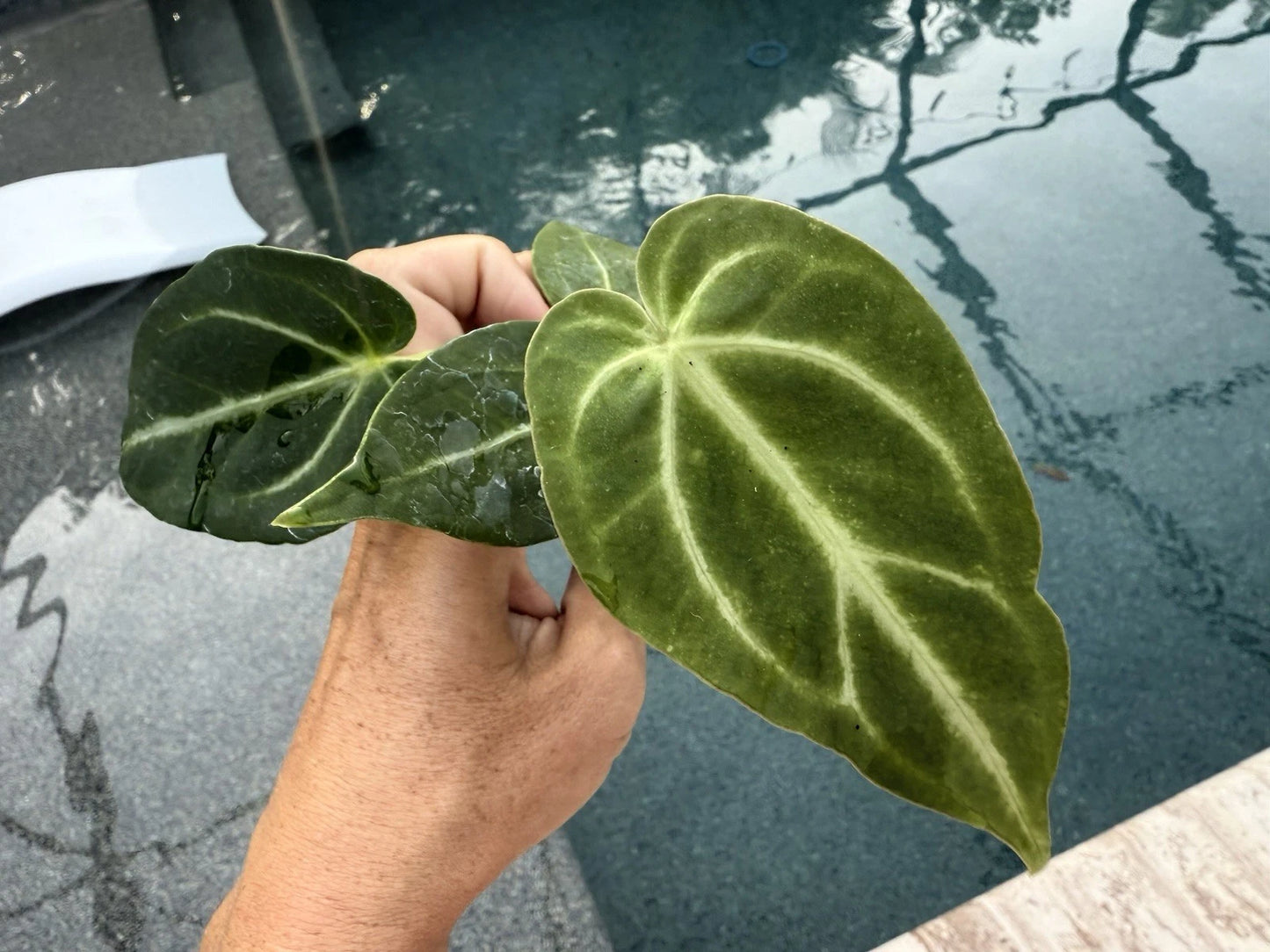 Anthurium Magnificum Plant - Growers Choice - Tropical Houseplant - Free Shipping