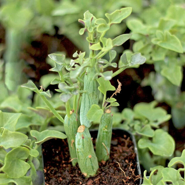 Rare Senecio Articulatus Candle Plant - 4" Diameter Potted Succulent - Unique Houseplant for Indoor Gardening