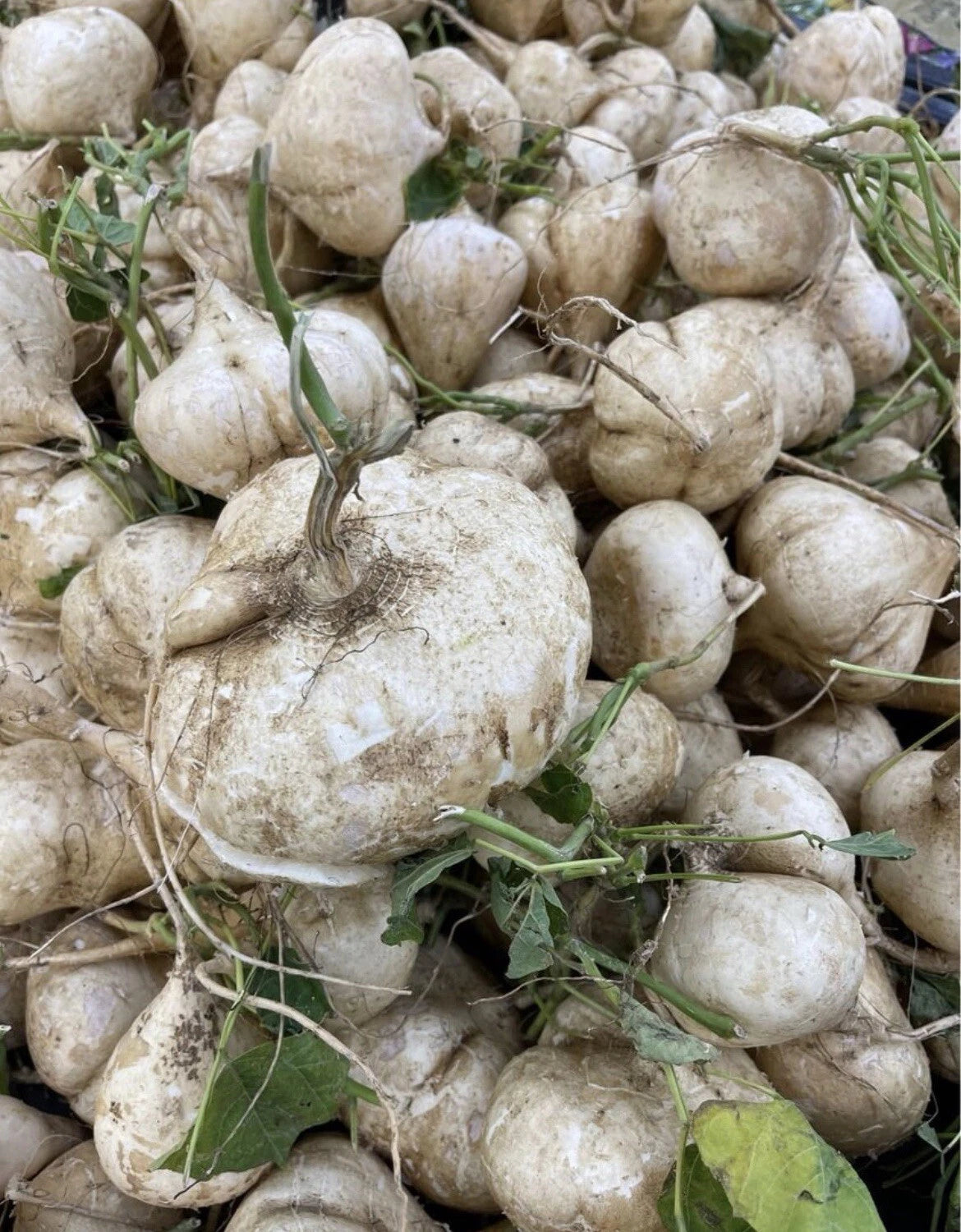 Jicama Seeds - 20+ Seeds - Mexican Yam Bean - Pachyrhizus erosus - Heirloom Vegetable Garden Seeds for Planting