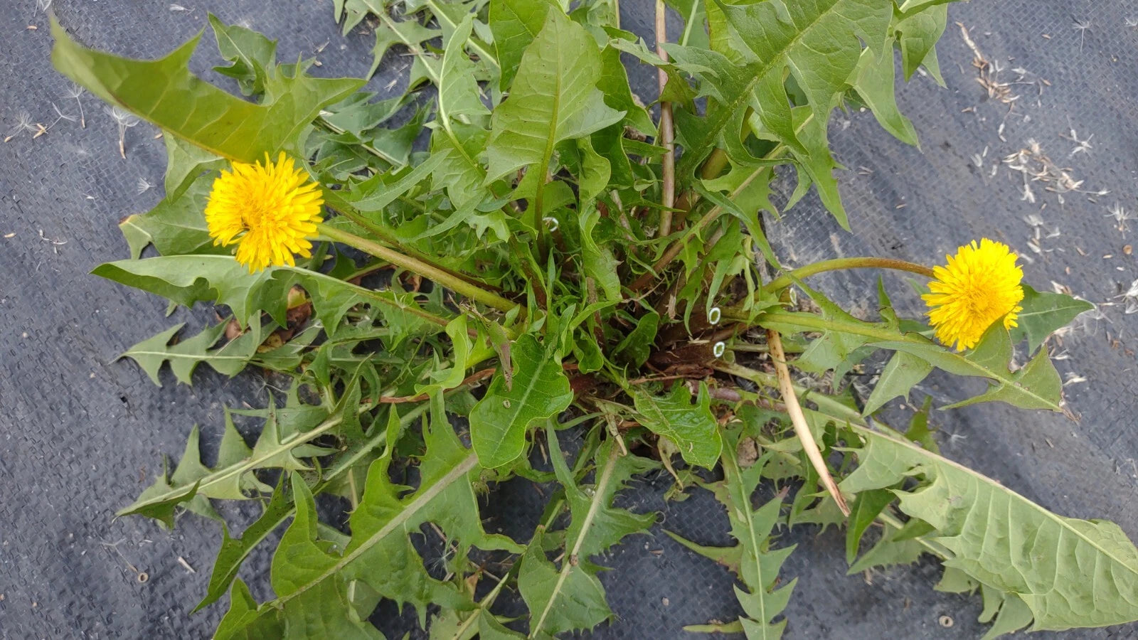 Dandelion Plants 25+ Wild Organic Non-GMO Heirloom Taraxacum officinal –  Jayme Garden