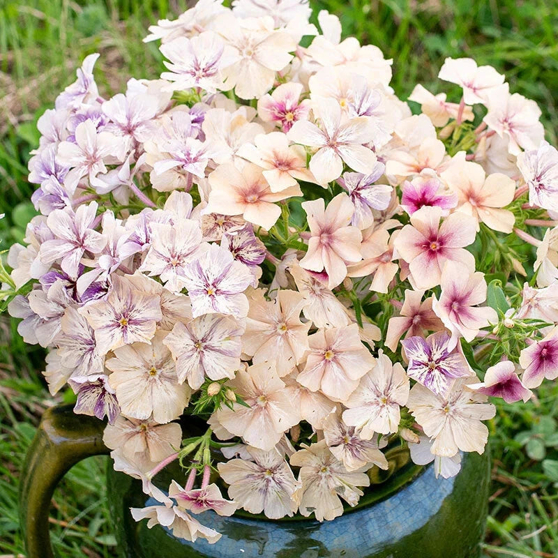 Creme Brulee Phlox Seeds - 100+ Count - Garden Planting - Phlox paniculata - USA