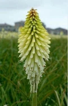 ICE QUEEN Kniphofia Bare Root Starter Plant - Red Hot Poker - Perennial Flowering Plant - US Seller