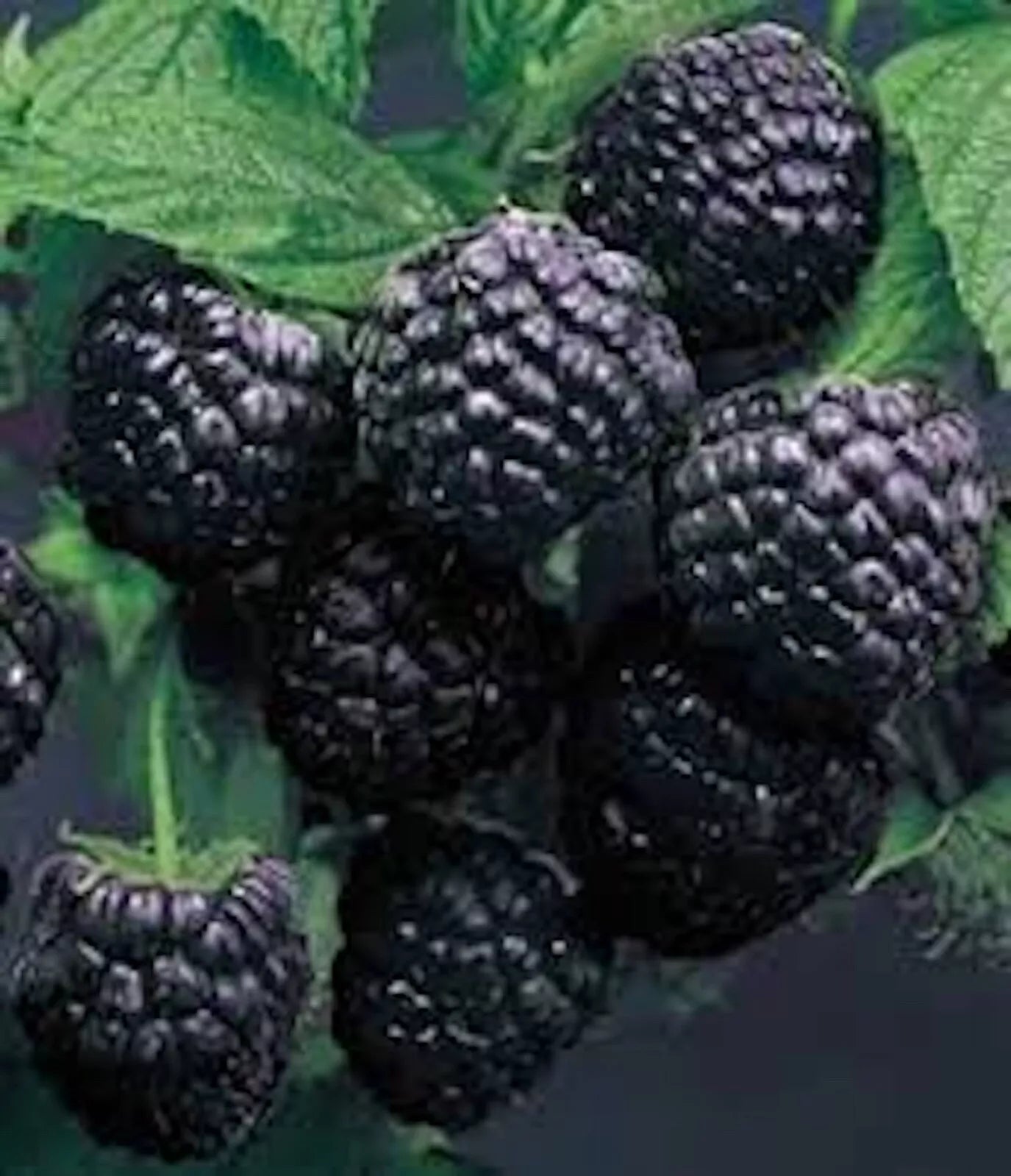 Cumberland Black Raspberry Plants - 3 Pack, 1-2 Year Old, Rubus occidentalis, Hardy, Disease-Resistant, Sweet-Tart Flavor