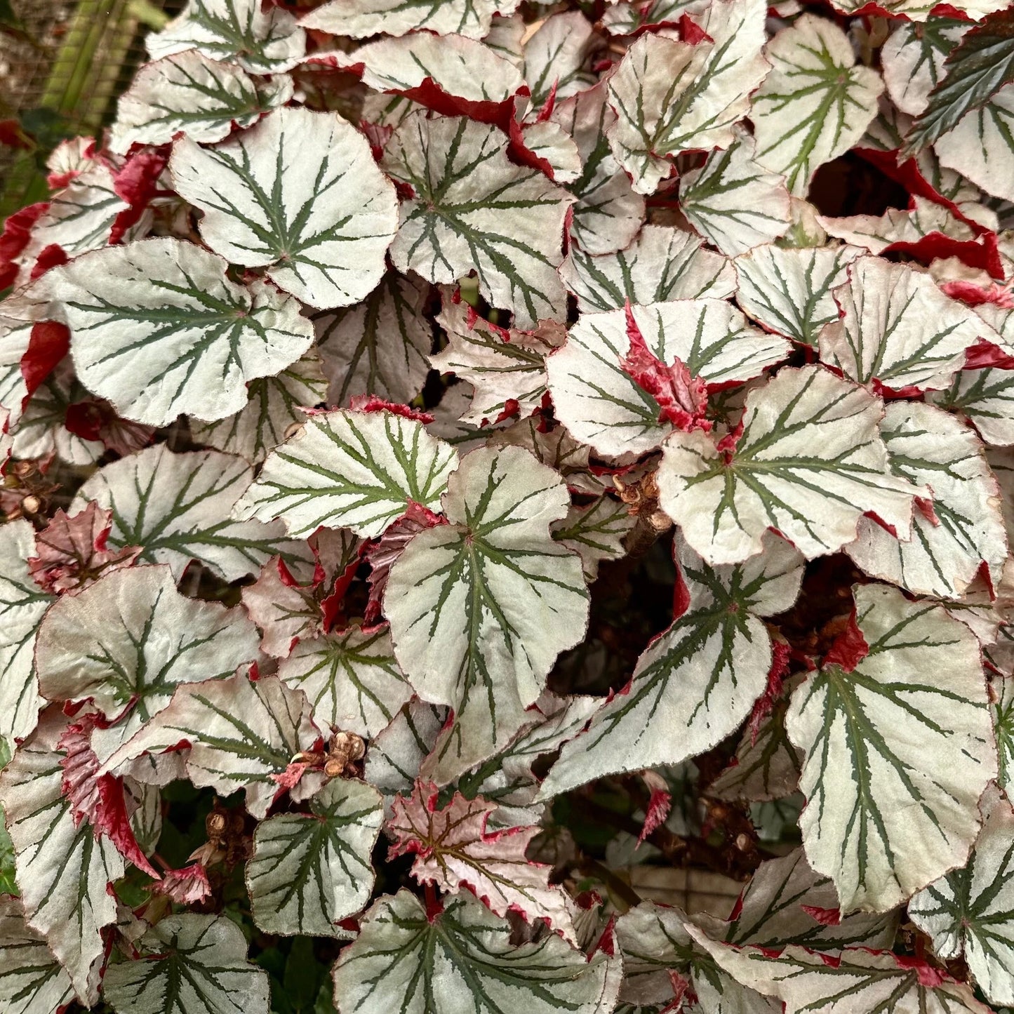 Angel Wing Begonia Plant - Looking Glass - Rare Silver Leaf Indoor Plant Plug - Begonia maculata