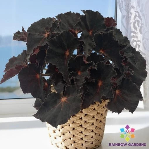 Cherry Sparkle Begonia Seeds - 25+ Pack for Garden Planting - Begonia x tuberhybrida - USA