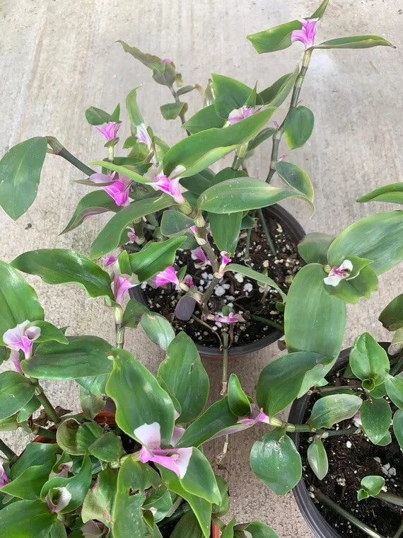 blushing bride plant indoor Variegated Tradescantia Blushing Bride Cuttings