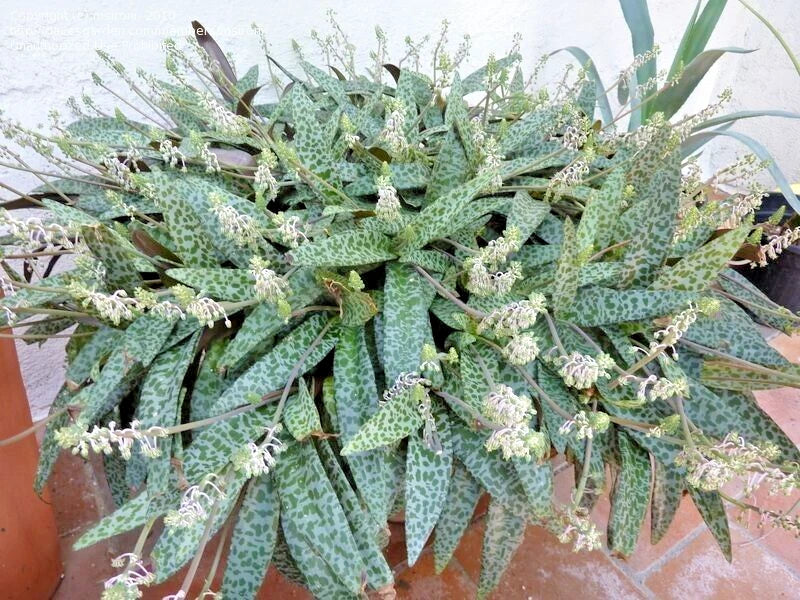 Succulent Silver Squill Live Plant Variegated Ledebouria socialis 1 Bu –  Jayme Garden