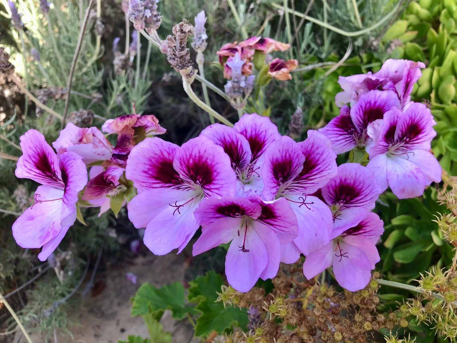 Lavender Purple Pelargonium Fancy Regal Geranium 6