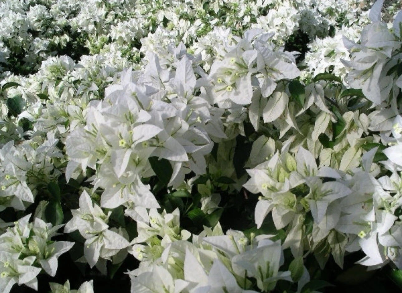 4” Pot Live Rooted Bougainvillea Plant - MAUNA KEA Variety - Colorful Tropical Blooms - Bougainvillea spp.