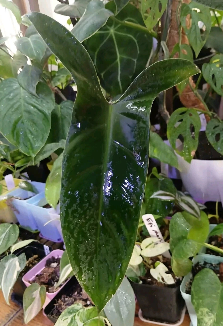 Philodendron Mexicanum Unrooted Cuttings