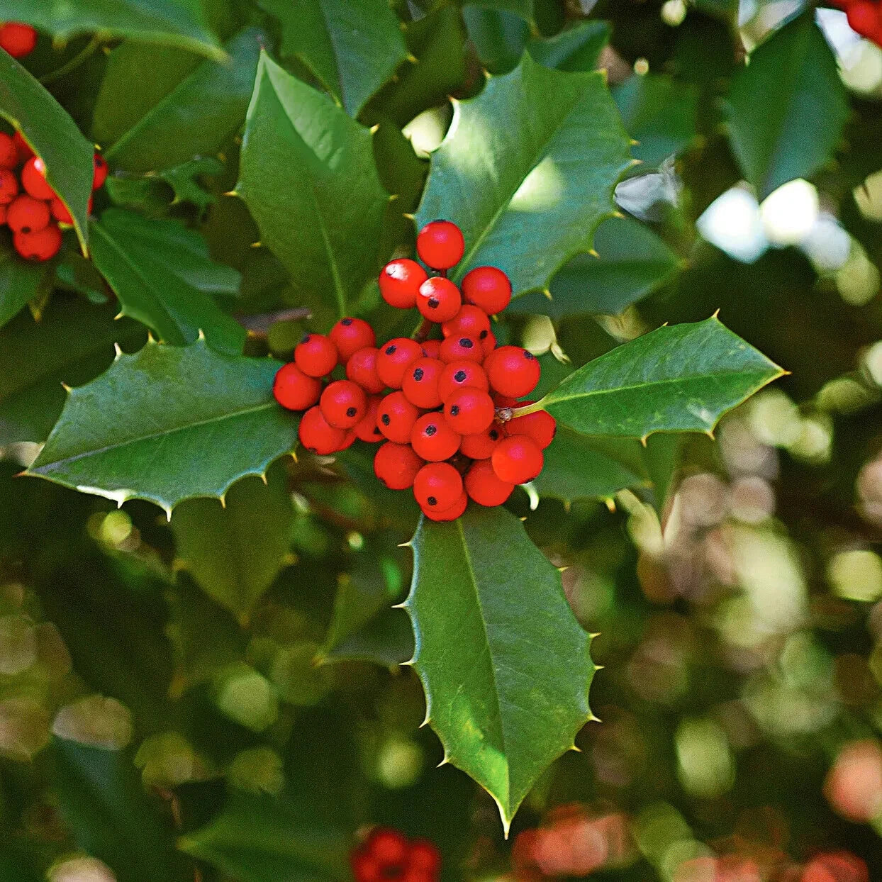 American Holly Ilex Cuttings 15+ Unrooted Organic Evergreen Tree Wildlife Attractant Fragrant Flowers Showy Fruits 5-8 Inches