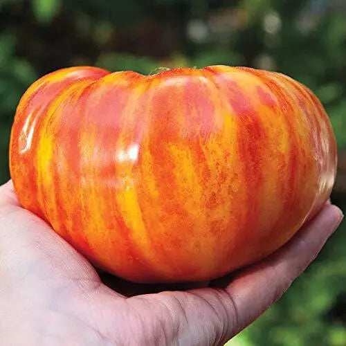 Big Striped Rainbow Tomato Seeds - 100+ Seeds - Heirloom Variety for Exotic Tasty Tomatoes (Solanum lycopersicum)