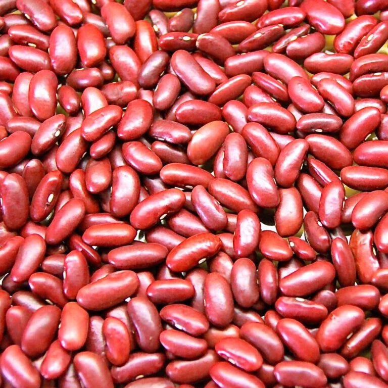 Kidney Bean Seeds Set of 100+ | Phaseolus vulgaris | Non-GMO Garden Seeds for Planting