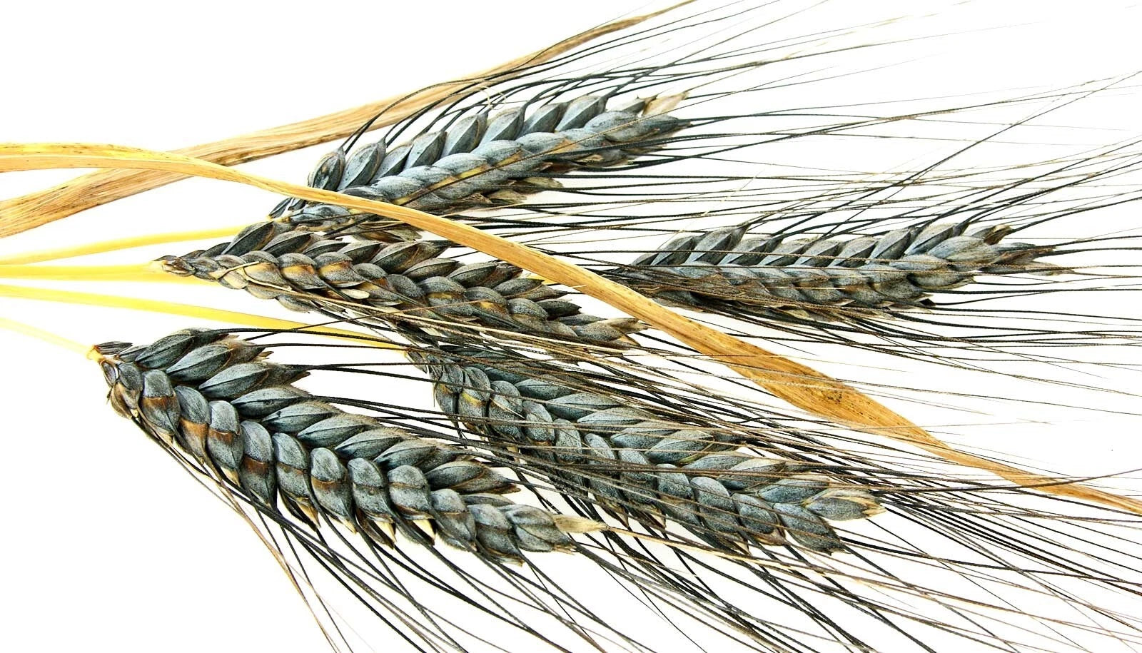 Einkorn Wheat Seeds - 1000+ Heirloom Organic Non-GMO