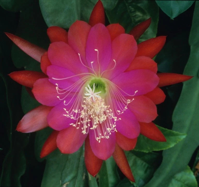 epiphyllum-orchid-cactus-cutting-dante-variety-don-s-cuttings-sept-1