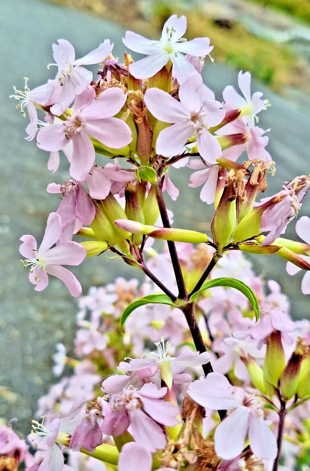 Blush Pink Maltice Cross Seeds - 100 Rare Lychnis Chalcedonica Seeds for Garden Planting