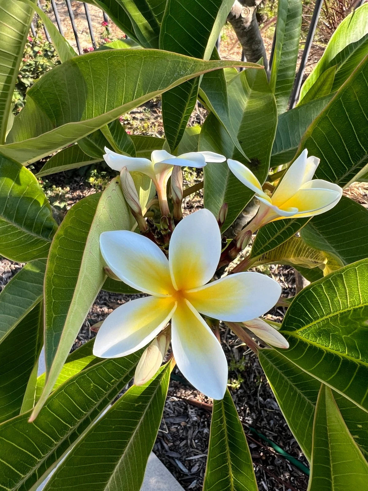 Well-Rooted Plumeria Plant - 3 Branches, White and Yellow Blooms, 9-12 Inches - Frangipani (Plumeria)