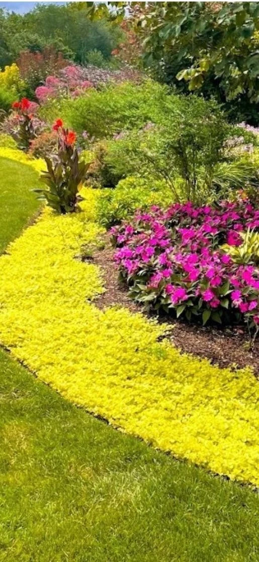 hanging jenny plant Golden Creeping Jenny Cuttings