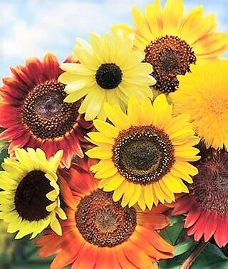 8 Species Mix Sunflower Seeds for Planting - Assorted Variety, Helianthus spp. - 2025 Garden Seeds