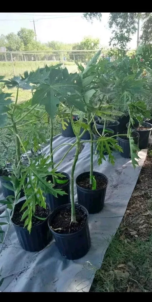papaja plant pot Red Royale F1 Papaya Tree in 3 Gallon Pot