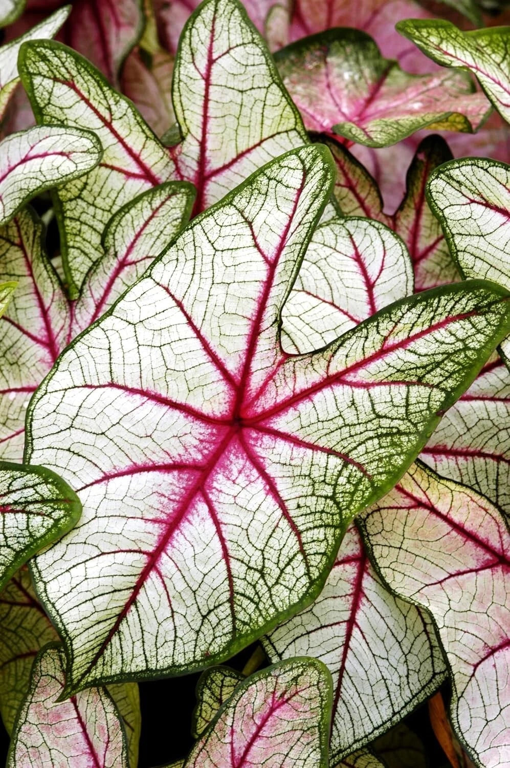 Caladium Bulbs for Planting, White Queen, 2 Bulbs, Easy Care, Indoor/Outdoor, Caladium bicolor
