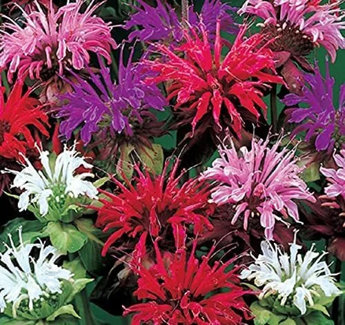Bee Balm Flower Seeds - 50 Mixed Color Seeds - Monarda Didyma - Heirloom Pollinator-Friendly Seeds - Ships from Iowa