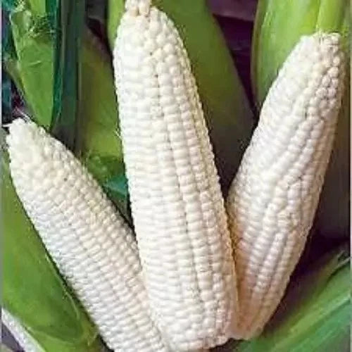 500+ Heirloom White Corn Seeds - Non-GMO Organic Truckers Favorite - Fresh Crop